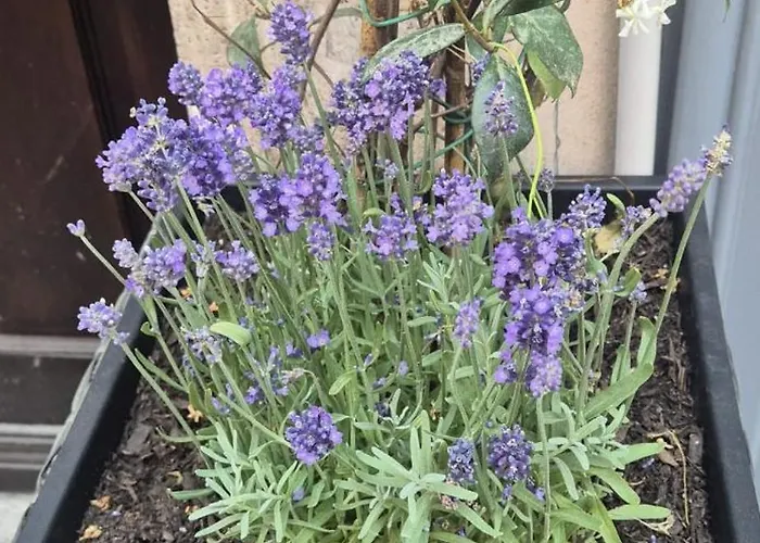 Sweet Saint Paul 4* Rome